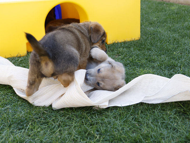 chinook dog